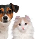 개와 고양이 이미지
