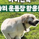 아이캔독 이미지
