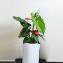 동탄화분팜 이미지