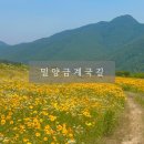 수산자원연구센터(경상대학교 안) | 밀양 금계국 밀양 6월 가볼만한곳 추천 주소 주차정보