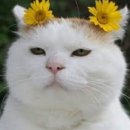 파이팅복싱다이어트 이미지