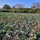 마중오름 이미지