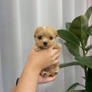 몽냥몽냥 강아지분양 일산점 이미지
