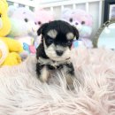 몽몽아 강아지분양 남양주본점 | 별내강아지분양 몽몽아의 서비스가득!