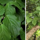 두실초등학교 이미지