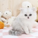 데려가개 데려가냥 군산점 | 군산고양이분양 알뜰살뜰