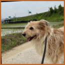 웨그(Wag) | 고양애견미용 돌보는 손길이 편안한 '고양 웨그', 마음에 새겨진 완벽한 서비스