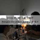 천안동물의료센터 24시 | 천안강아지안과 검진 후기 | 24시천안동물의료센터 푸들 백내장 검사