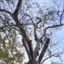 당목마을 당제 이미지