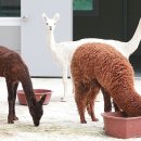 용석축산 이미지