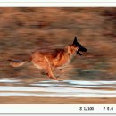 Belgian Malinois(벨기안 말리노이즈)|돌프와 칼(칸과동배)의 즐거운 한때. 이미지