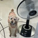 윤성진 안과/외과 동물병원 이미지