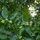 상미농장 이미지