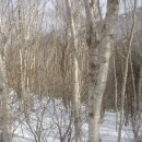 자작&white 이미지