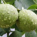 호두구름이네 이미지