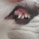 페츠온 동물병원 이미지