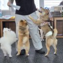 도그니엘 | 파주애견유치원 라온도그 금촌 강아지 호텔링 데이케어 후기