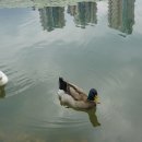 원천오리 이미지