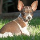 아이웰 동물의료센터 이미지