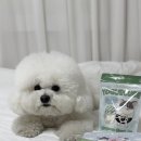 펫터 | 강아지동결건조 요거트 간식 펫터링 요거큐브 후기