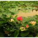 물고기마을 이미지