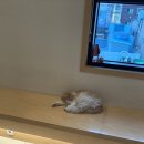 정훈동물병원 네이버블로그