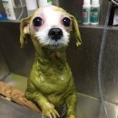 VIP동물의료센터 서초동작점 이미지