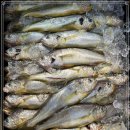 12월 12일(화) 목포는항구다 생선카페 판매생선 [ "추천' 7석 파조기 / 중대파갈치 / 횟감가능 삼치(대), 참돔(대) / 생물 이미지