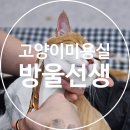 고양이 미용실 방울선생 이미지