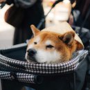 강아지나라동물병원 이미지