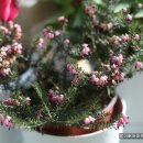 아젤리아 이미지