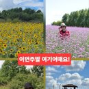 [급번개] 인천 드림파크 버베나 &amp; 해바라기꽃 촬영 이미지