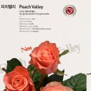 피치밸리 이미지