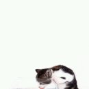 아지 Daum카페