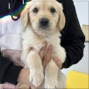 드림독 강아지분양 안심분양센터 인천점 이미지