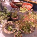 들꽃약국 이미지