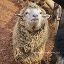 늘솔길공원화장실 | 늘솔길공원 양떼목장 주차장 1 및 카페 후기