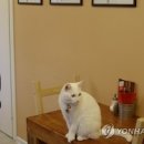 CATS TIME CAFE 이미지