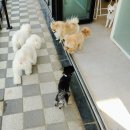 명문애견 이미지