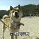 신토불이