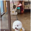 즐거운 애견미용 이미지