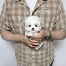 미니만두 이미지