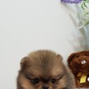 오렌지펫 이미지