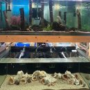 충북아쿠아리움 추천_🐠 수족관 물고기 테라리움 구경 피쉬갤러리 오창점 방문 후기