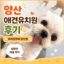 양산 애견유치원 우리집첫째 양산점 후기, 쑥쑥이 신나게 뛰어논 날