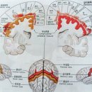 뇌의구조와기능 이미지