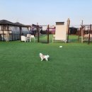 도그어스플래닛 이미지