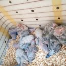 옹기종기 이미지