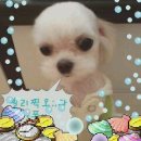 마르티스