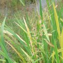 미네랄쌀 이미지